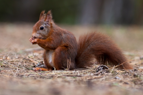 Red squirrels project  Cumbria Wildlife Trust