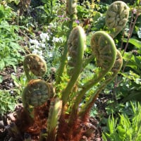 Littlegarden