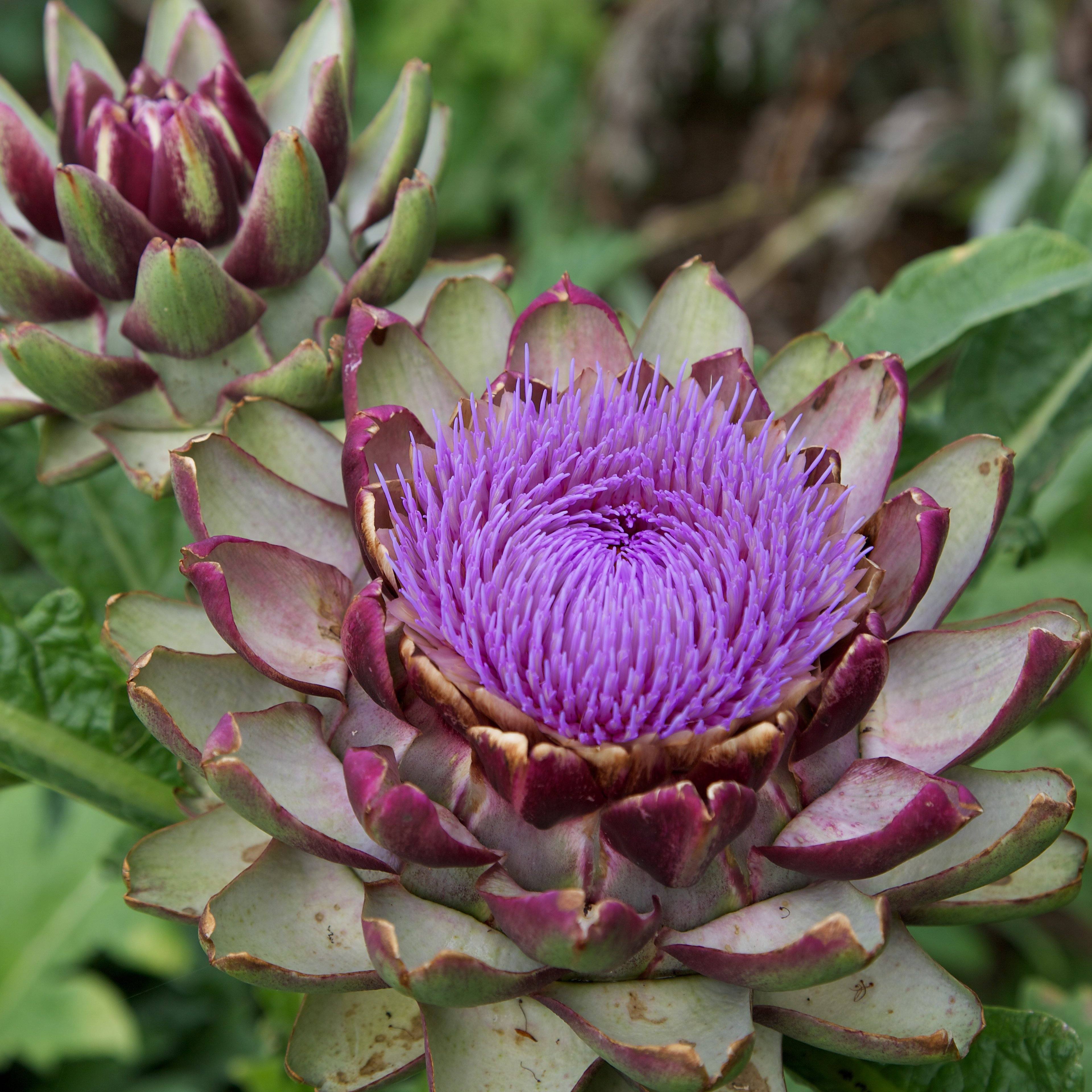 Image result for globe artichoke