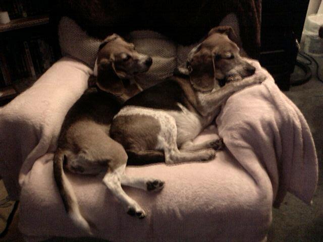 BeagleMom