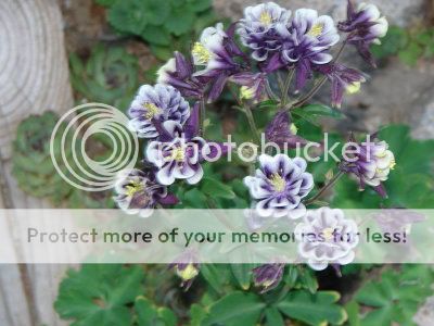 http://img.photobucket.com/albums/v11/otnorot/All%20plants/DadsCameraPictures024-1.jpg