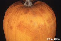 Image Powdery Mildew 2