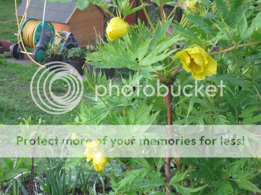 http://i1187.photobucket.com/albums/z383/kt_j63/IMG_5841.jpg