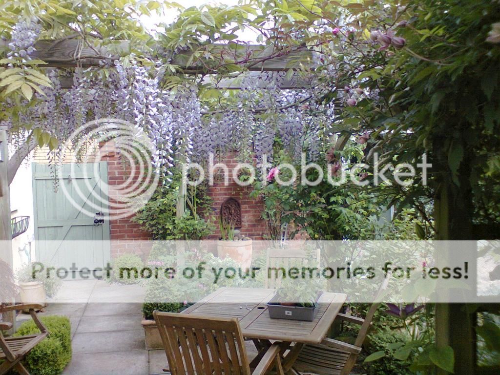 http://i1145.photobucket.com/albums/o502/lavenderlady1/Wisteria5-1.jpg