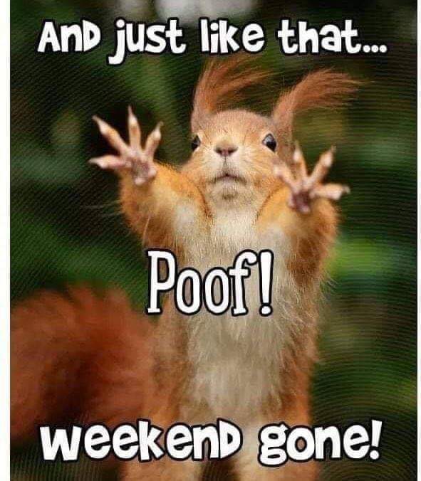 Image result for its monday my dudes