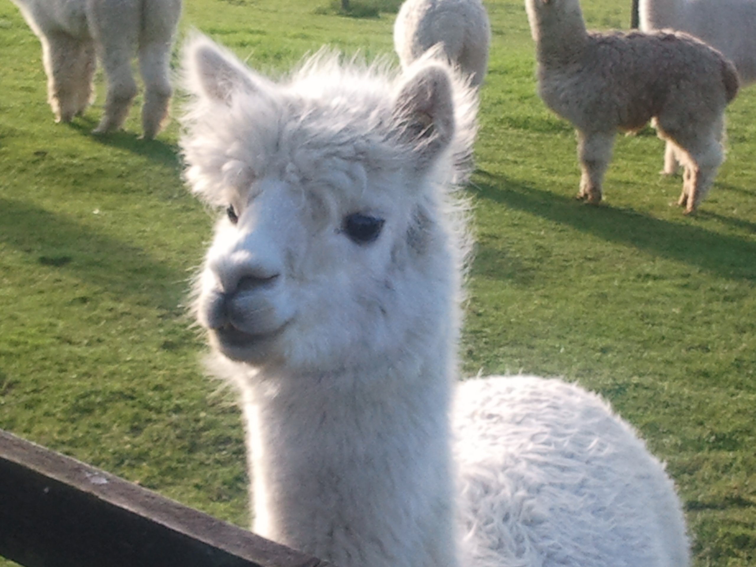 LLama