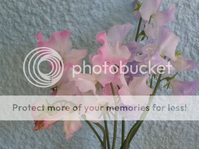 http://i27.photobucket.com/albums/c186/DavidKnapper/P6280011.jpg