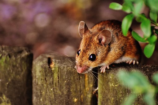 Image result for mouse images free