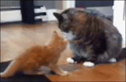 Image result for funny kittens gif