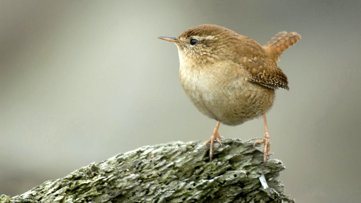 BBC Radio 4 - Tweet of the Day Wren