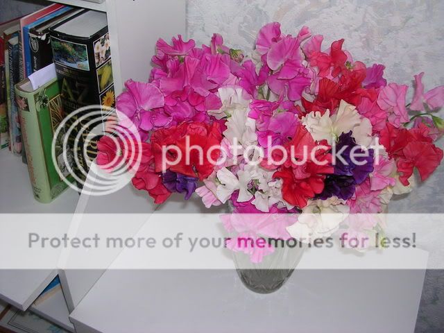 http://i27.photobucket.com/albums/c186/DavidKnapper/DSCN0709.jpg
