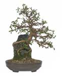 simon@yorkbonsai.co.uk