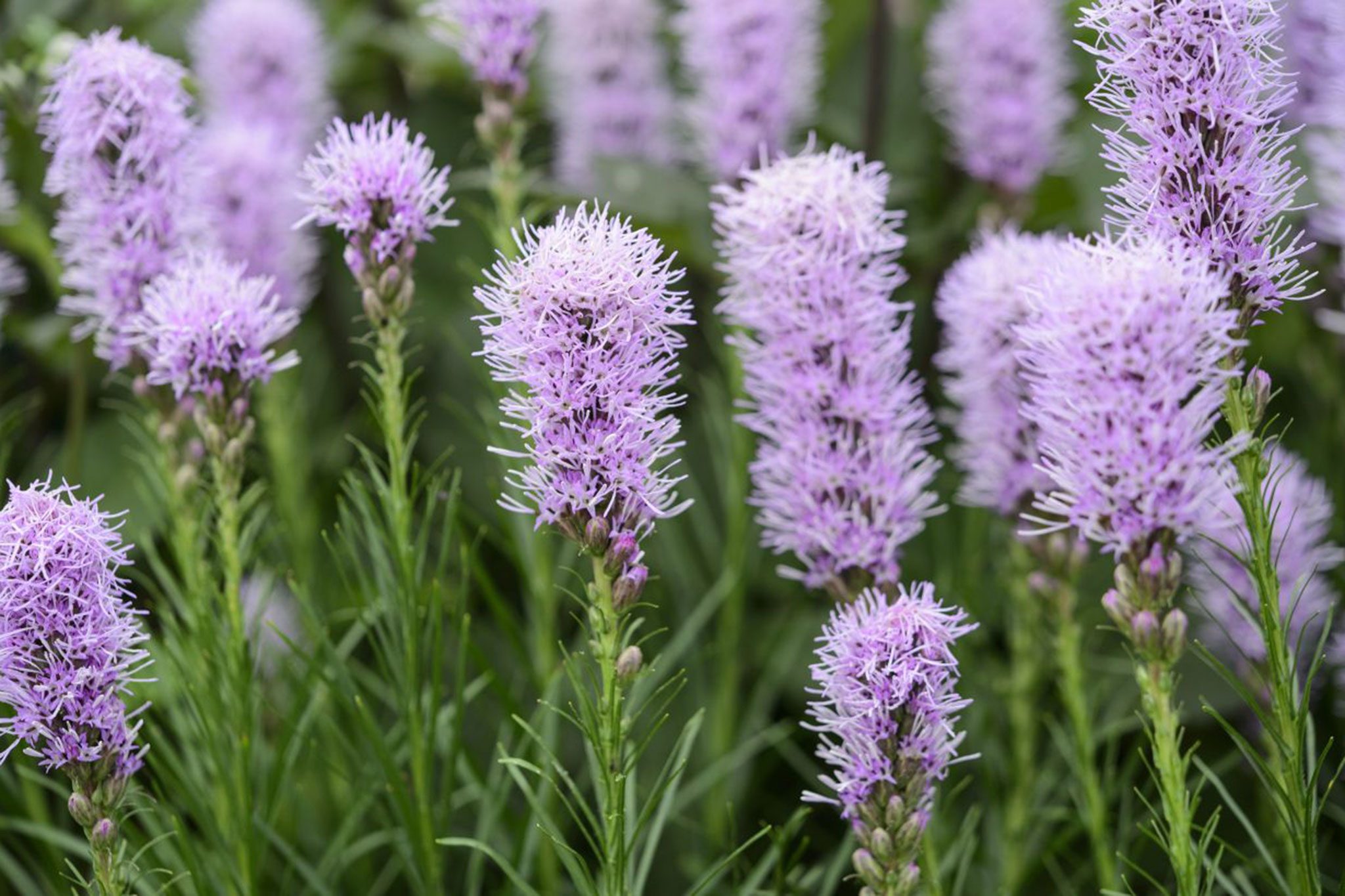 Liatris spicata - BBC Gardeners39 World Magazine