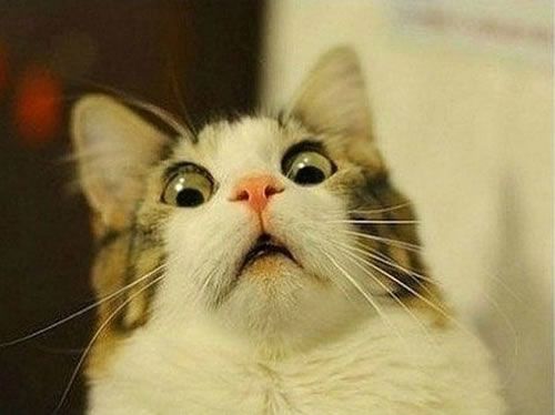 wtf cat  Shocked cat Crazy cats Funny cat videos