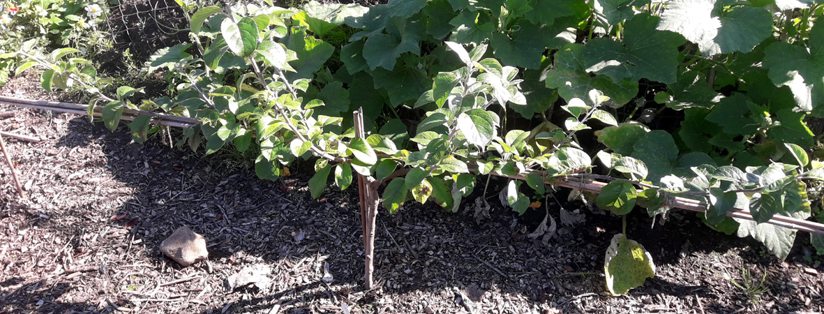 Stepover Apple Trees Winter Pruning Year One  Orchard Notes