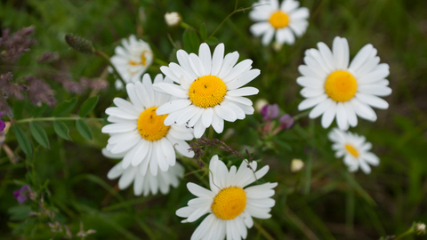 Oxeye daisy  The Wildlife Trusts