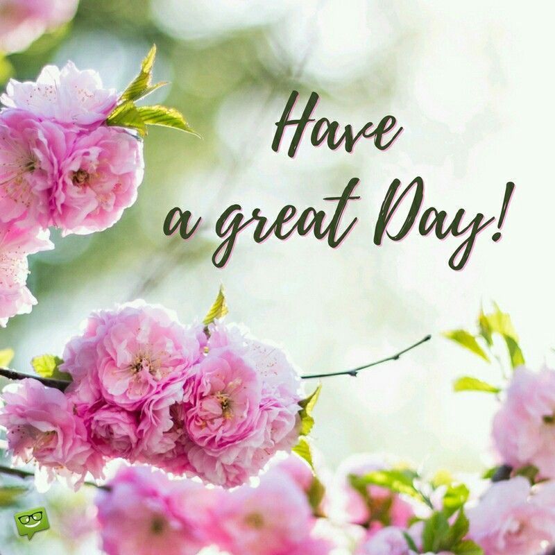 Have a Great Day  Good morning flowers Good morning cards