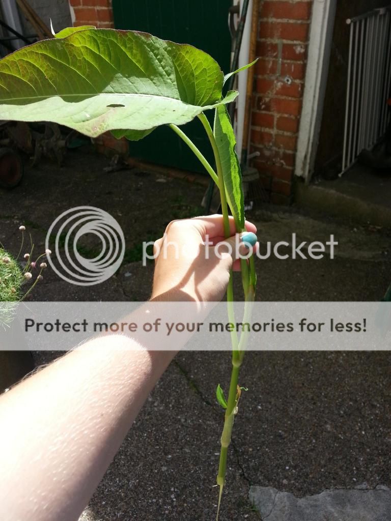 http://i1185.photobucket.com/albums/z352/dornat007/Plant/20140617_110648.jpg