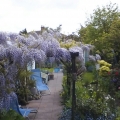gardeninglily1
