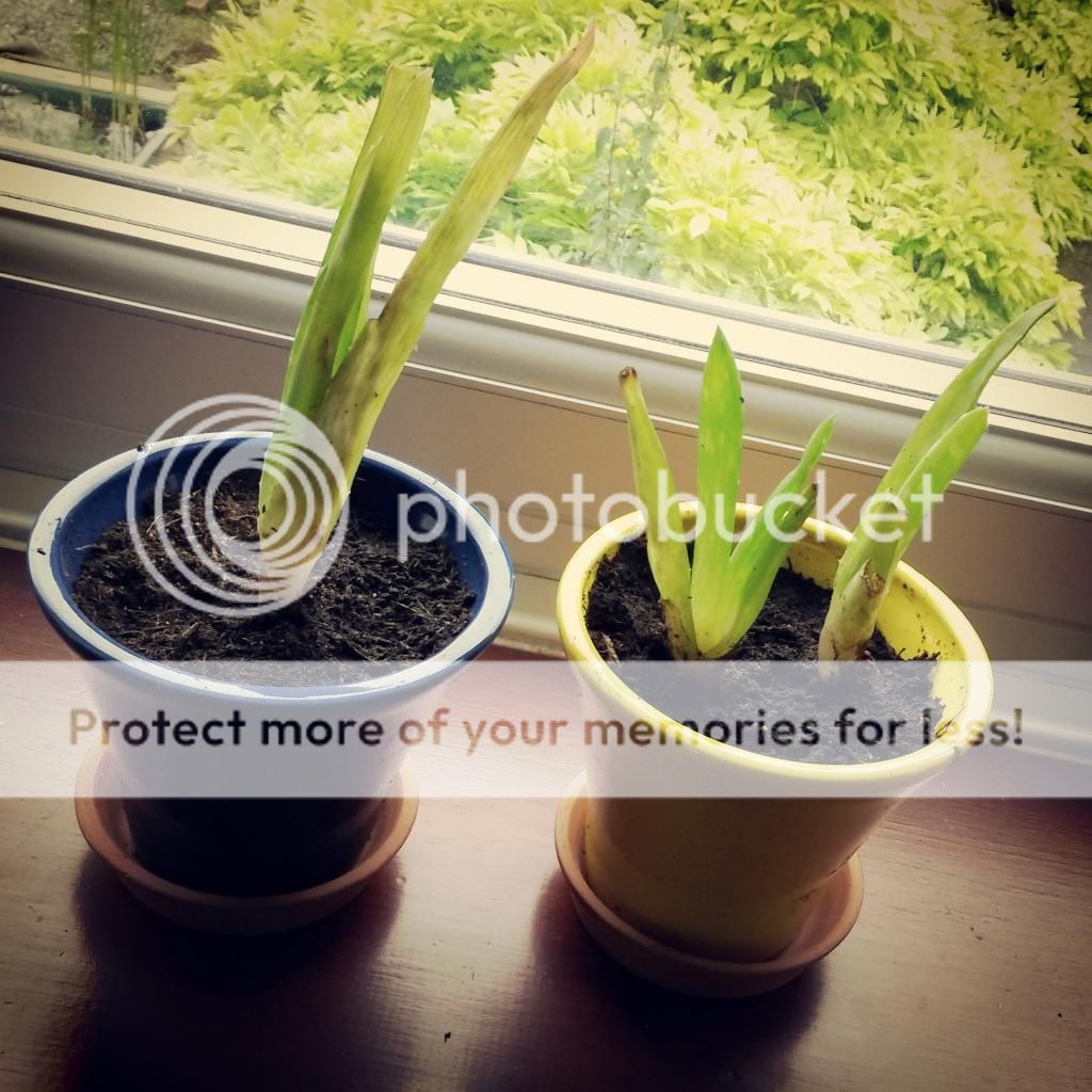 http://i819.photobucket.com/albums/zz113/LadyClarington/IMG_20140702_214324_zpscbapwqoo.jpg
