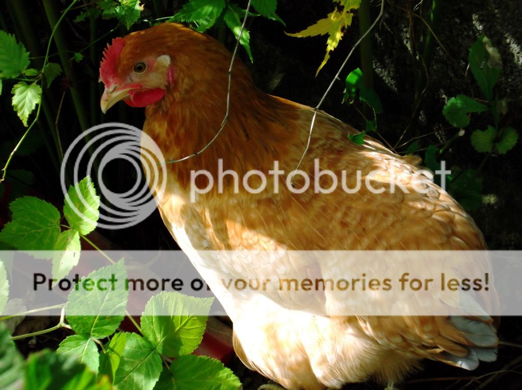 http://i1143.photobucket.com/albums/n627/thedogcody/chickens%2018th%20september%202012/DSCF3320.jpg