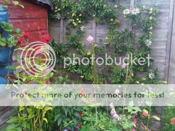 http://i1048.photobucket.com/albums/s373/leggi2/garden3.jpg
