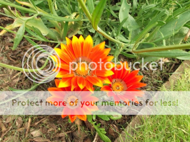 http://i20.photobucket.com/albums/b239/mattbeer87/DSCF5832_zpsc592f5b9.jpg