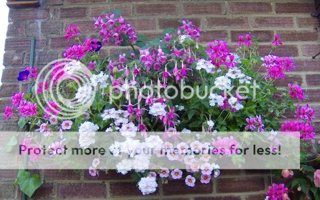 http://i1131.photobucket.com/albums/m551/lilylouise1/aubergines003.jpg
