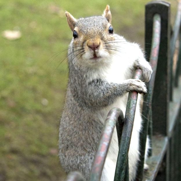 Secret Squirrel