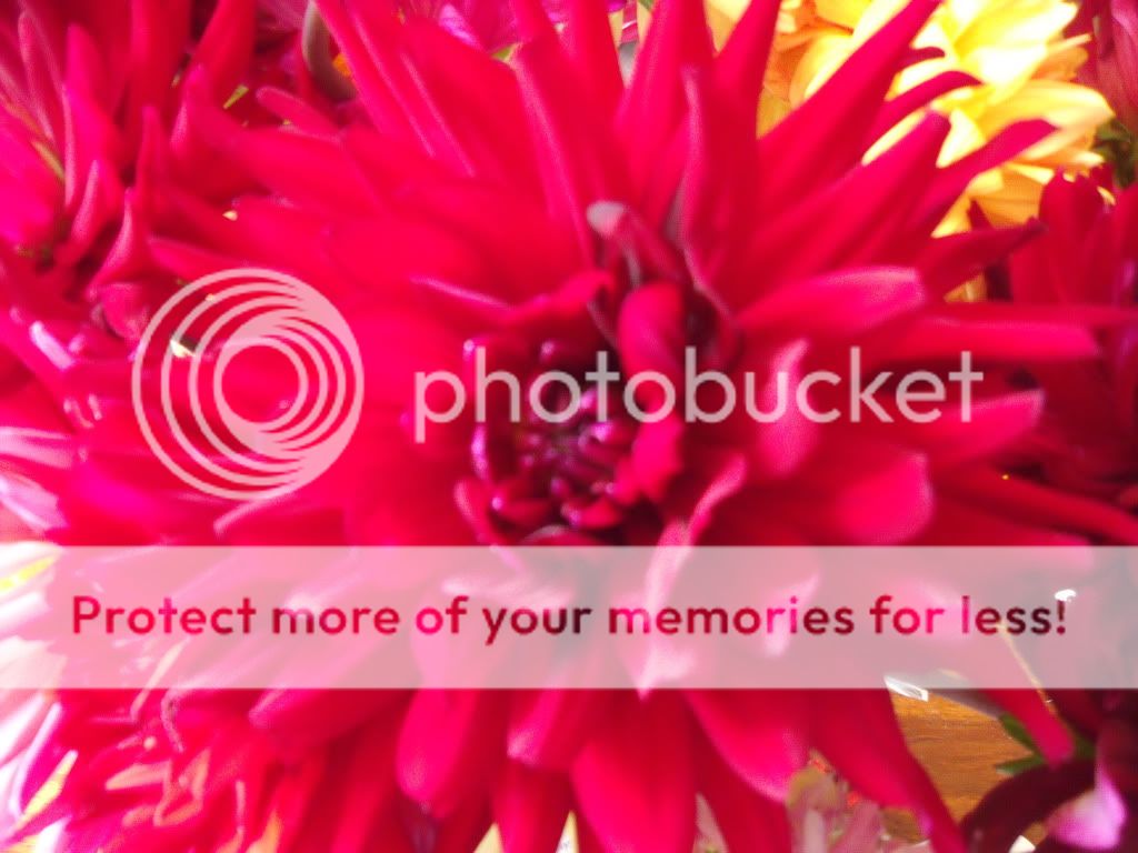 http://i1143.photobucket.com/albums/n627/thedogcody/flowers%2024th%20july/2011_07240035.jpg