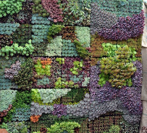 Image result for green wall with sedums and sempervivums