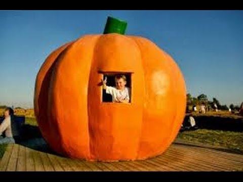 Image result for giant pumpkin images