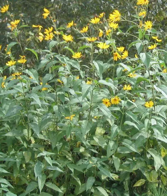 Image result for jerusalem artichoke plant flower