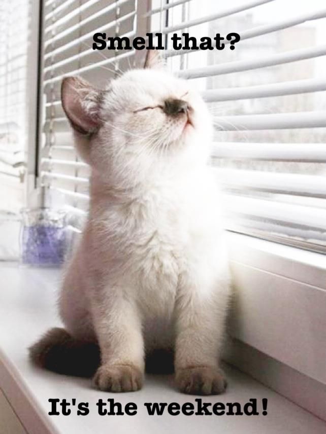 Smell that Its the weekend FridayFeeling  Funny friday memes Happy  weekend quotes Happy friday quotes