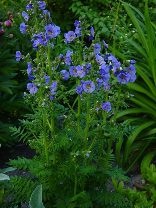 http://www.zaaisite.nl/zadenlijsten/afbeeldingen/Polemonium%20Bambino%20Blue%20(2).jpg