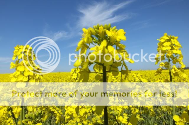 http://i27.photobucket.com/albums/c186/DavidKnapper/024_zps72fd40ef.jpg