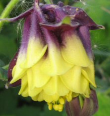 http://www.touchwoodplants.co.uk/images/1358%20aquilegia%20black%20and%20creamy%20double%20222IMG_0646.jpg