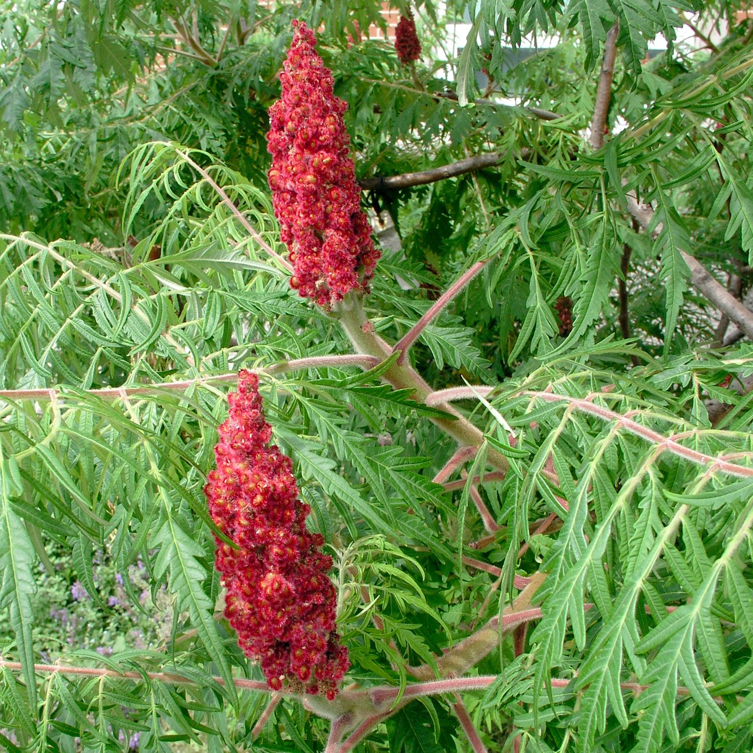 Image result for Stags horn sumac