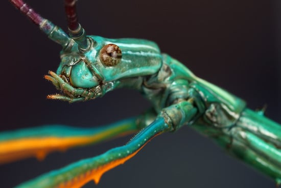 PhasmidMark