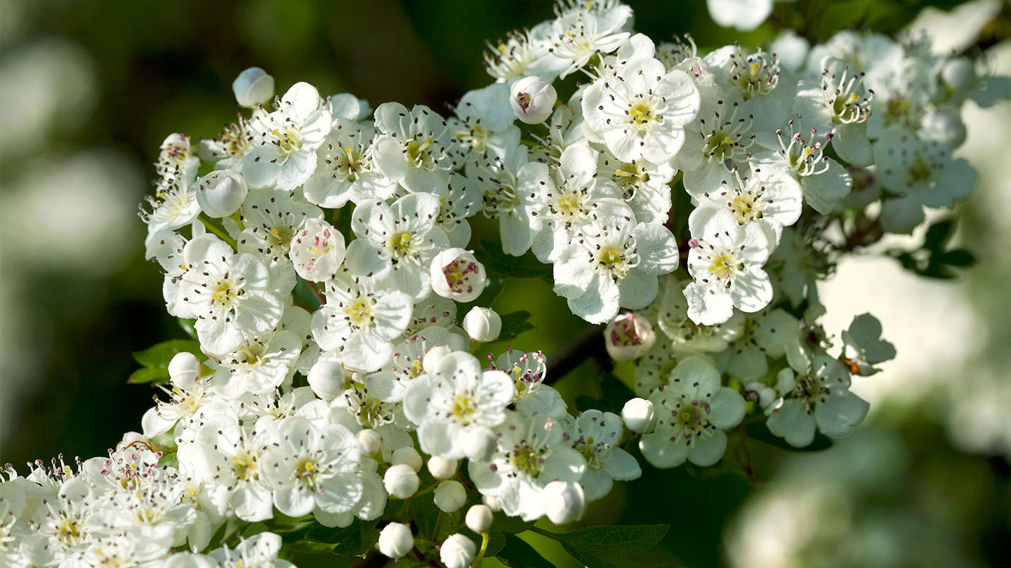 Hawthorn Crataegus monogyna - Woodland Trust