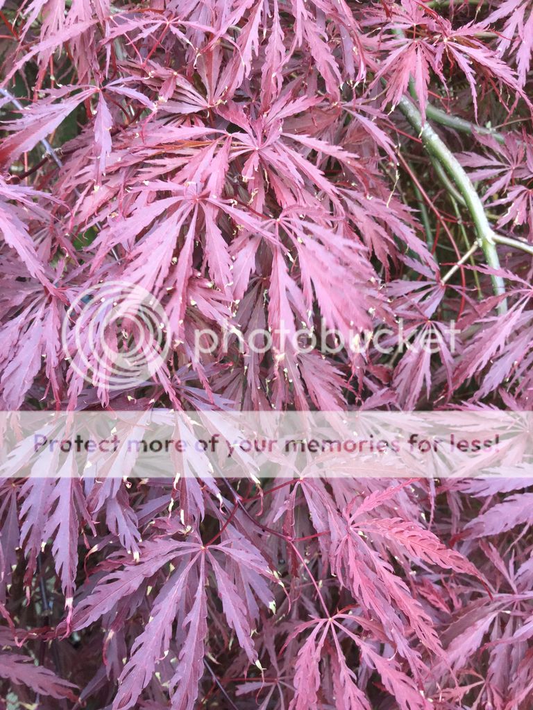 http://i3.photobucket.com/albums/y87/Stampie123/021c7ea79932139c14f17a6acb70b2e4_zps3zaqsa3a.jpg