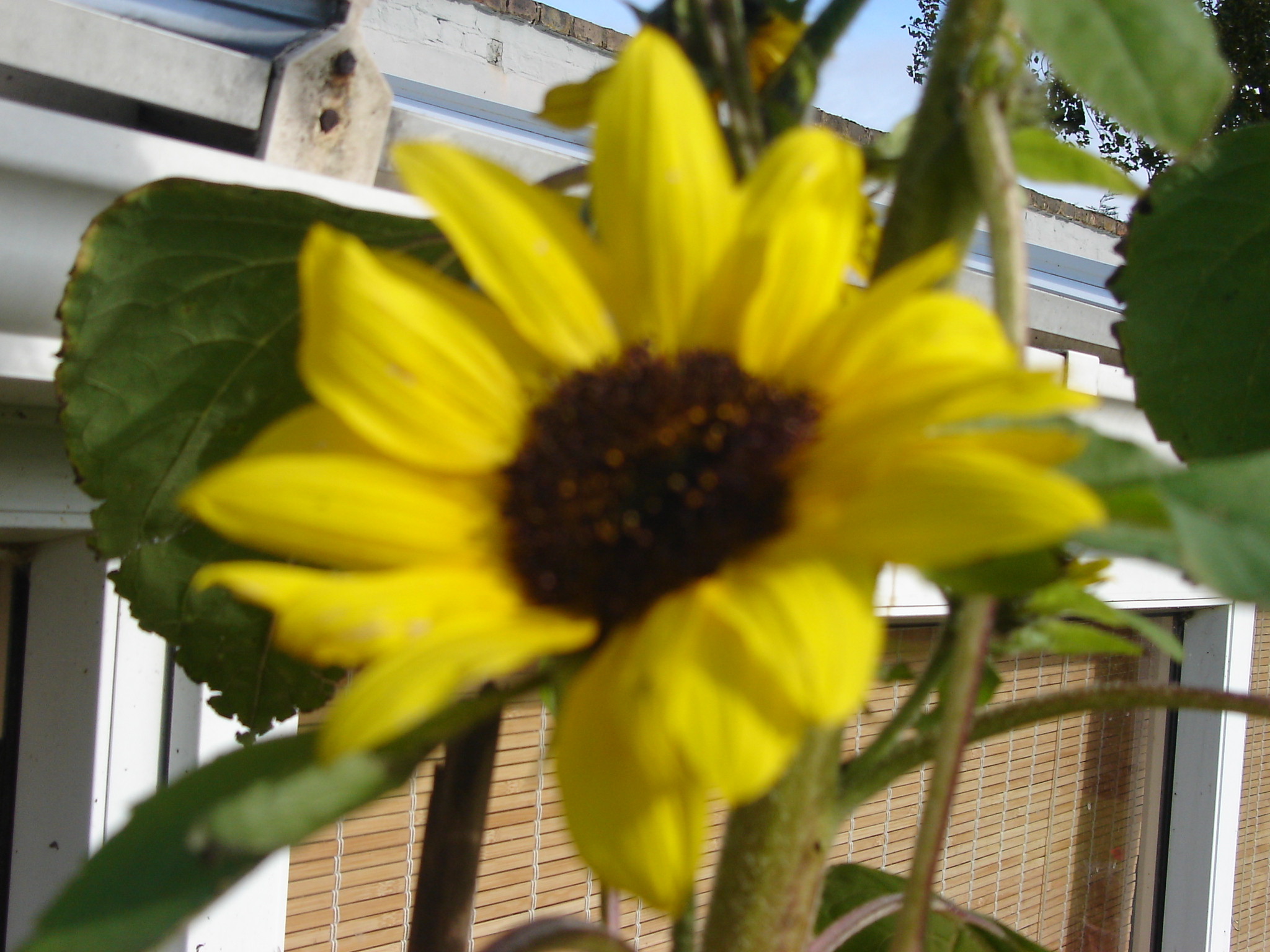 lougarden