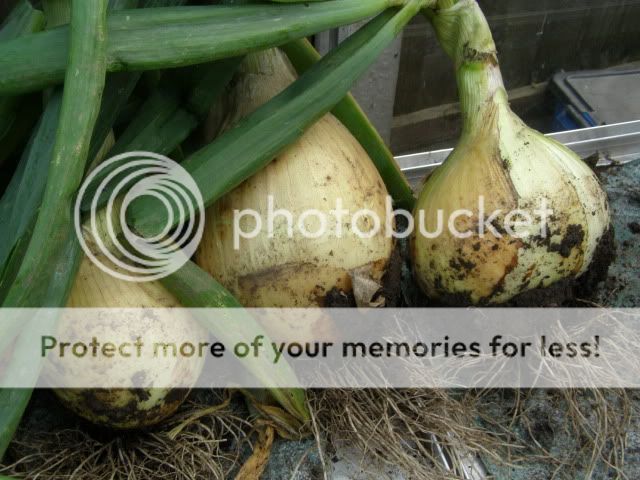 http://i27.photobucket.com/albums/c186/DavidKnapper/P8160009.jpg