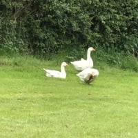 blboulton