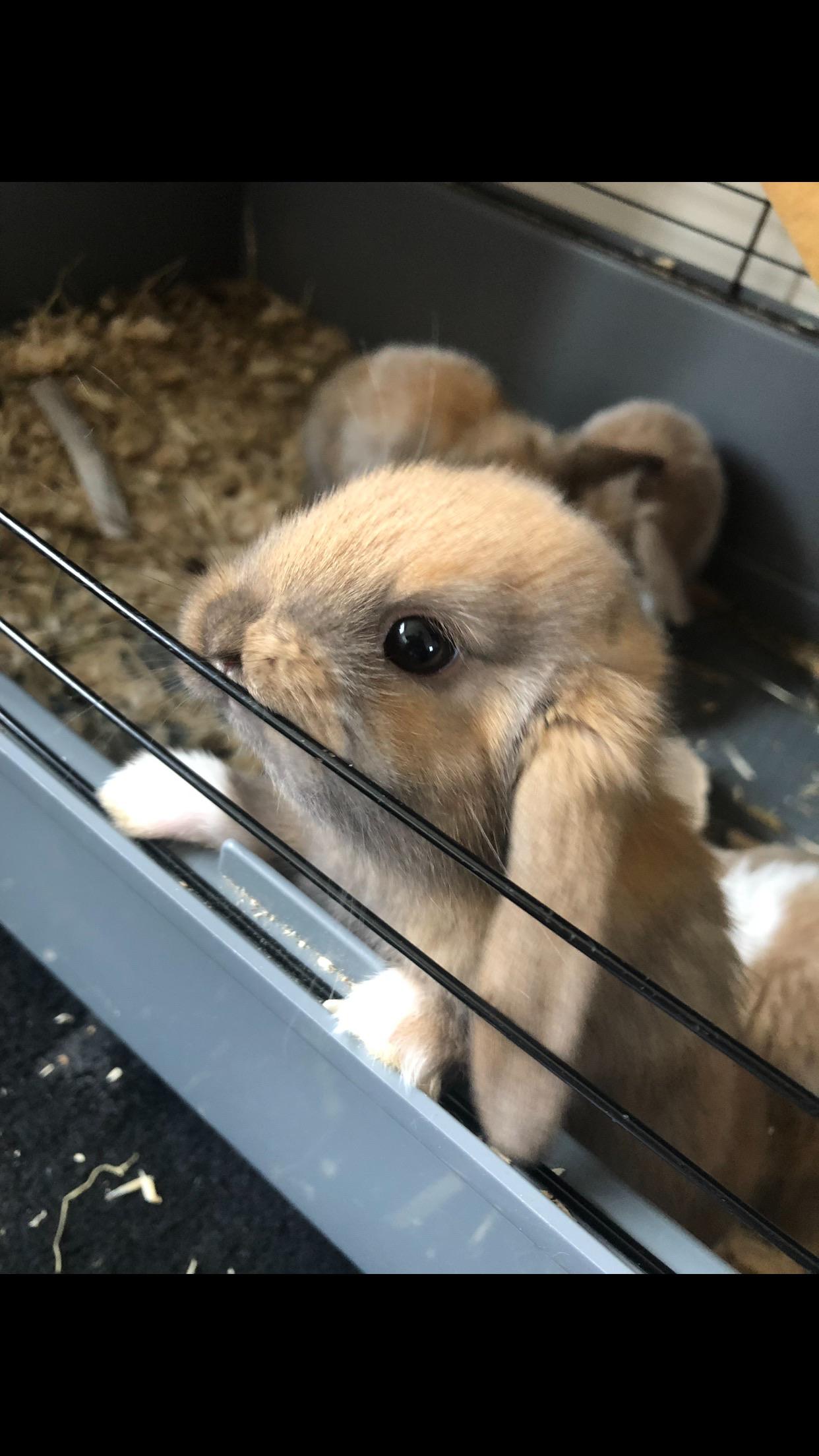 Our little bunnie says Happy Sunday evening to you all you hoomans