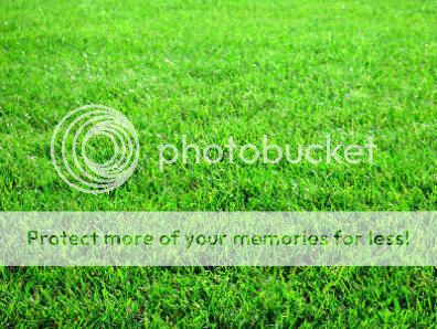 http://i1143.photobucket.com/albums/n627/thedogcody/grass.jpg