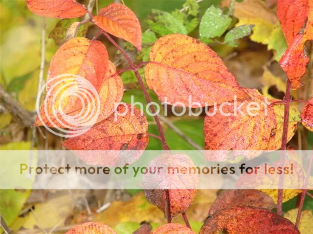http://img.photobucket.com/albums/v11/otnorot/things/OctatDavesandothers007.jpg