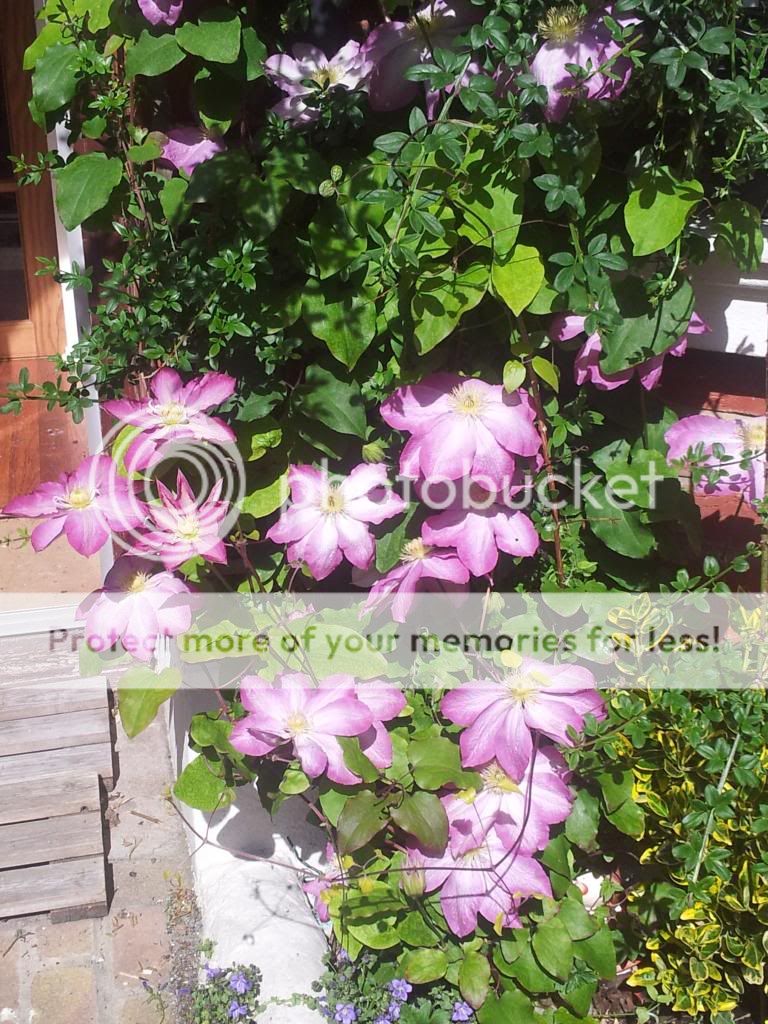 http://i1300.photobucket.com/albums/ag97/Bev_Pounsett-Krynauw/0103-06-13_zpsf2f13d71.jpg