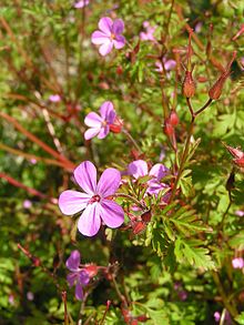 Image result for herb robert geranium