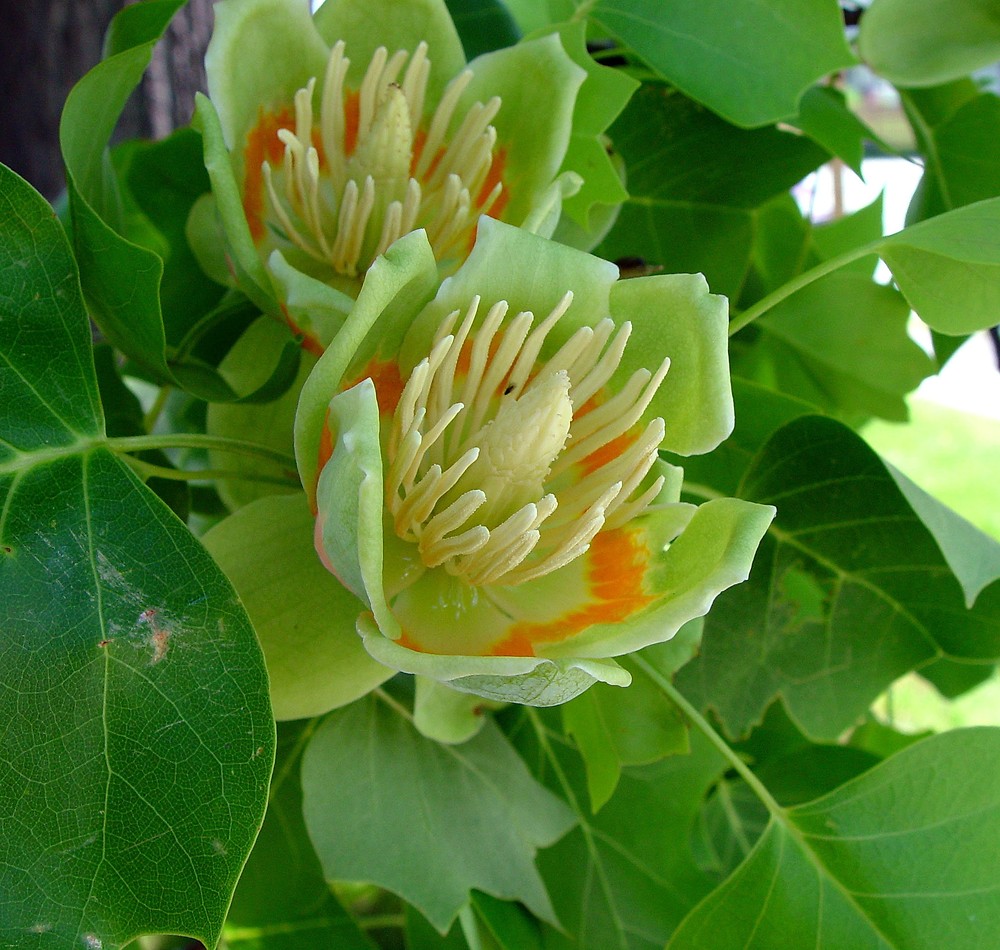 http://newfs.s3.amazonaws.com/taxon-images-1000s1000/Magnoliaceae/liriodendron-tulipifera-fl-ahaines-a.jpg